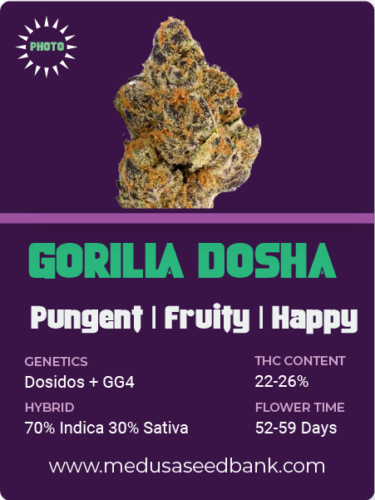 Gorilla Dosha feminized cannabis seeds