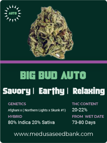 Big Bud Auto feminized cannabis seeds