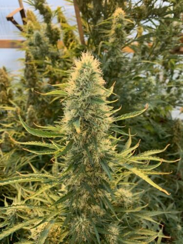 Big Bud auto