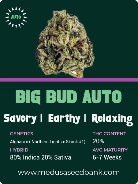 Big Bud Auto feminized cannabis seeds; medusa seed bank