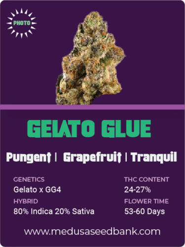 Gelato Glue feminized cannabis seeds