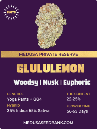 Glululemon feminized cannabis seeds