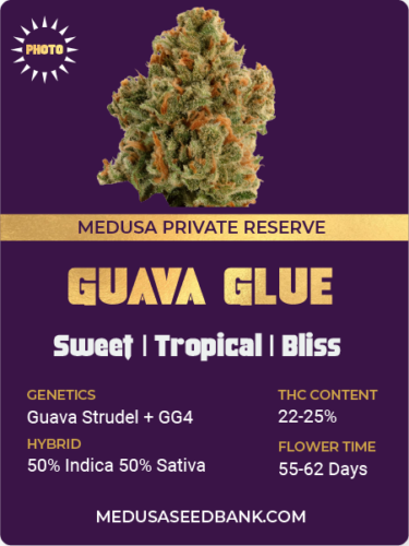 Guava Glue feminized cannabis seeds