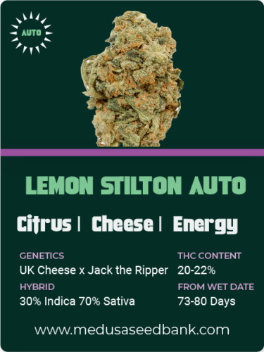 Lemon Stilton auto feminized cannabis seeds