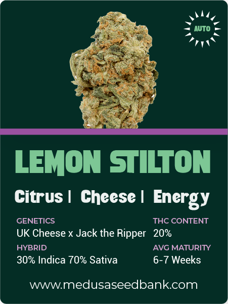 Lemon Stilton Feminized cannabis seeds; autoflower