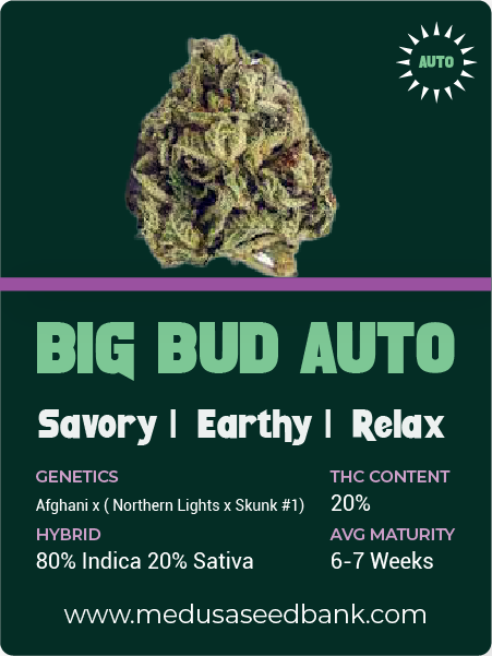 Big bud auto Feminized Cannabis Seeds - Medusa Seed Bank