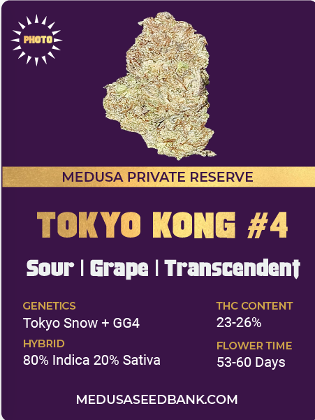 Tokyo Kong #4 feminized cannabis seeds