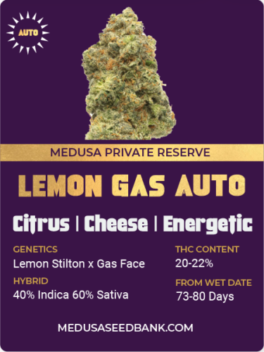 Lemon Gas Auto feminized cannabis seeds