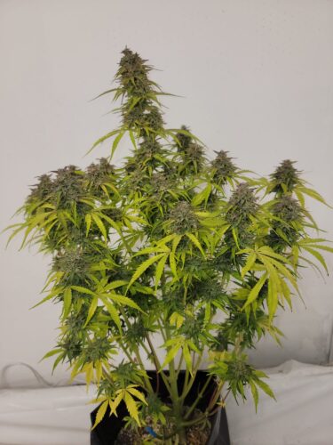 Lemon Gas auto