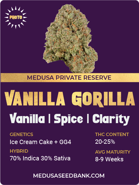 Vanilla Gorilla Strain cannabis seeds; Medusa Seed Bank