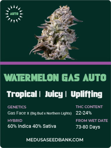 Watermelon Gas auto feminized cannabis seeds