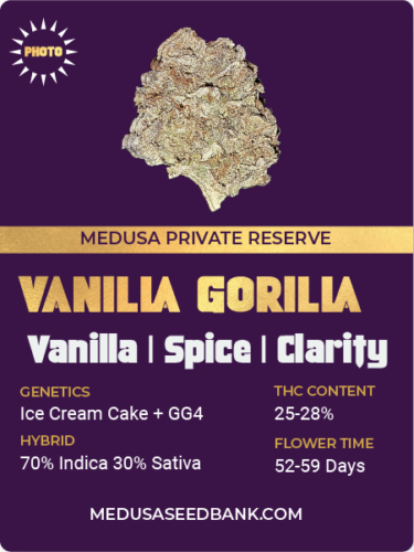 Vanilla gorilla feminized cannabis seeds