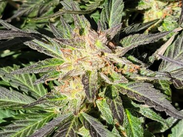 big aurora haze flower; feminized cannabis seeds