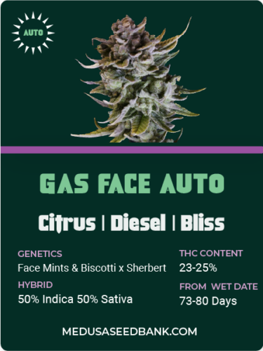 Gas Face auto feminized cannabis seeds