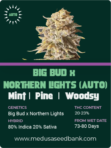 Big Bud x Northern Lights auto feminized cannabis seeds