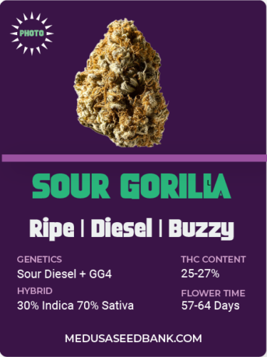 Sour Gorilla feminized cannabis