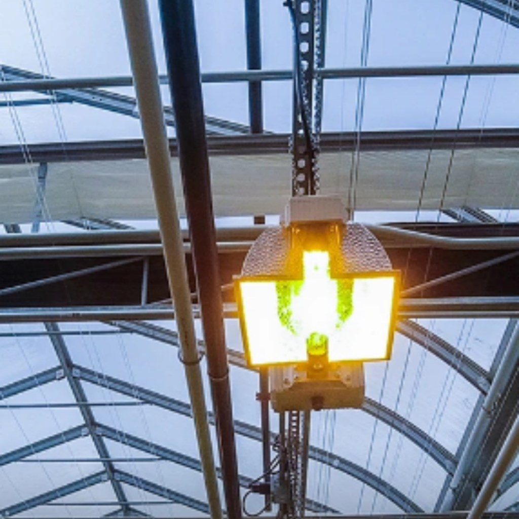 HPS lights in a cannabis grow room