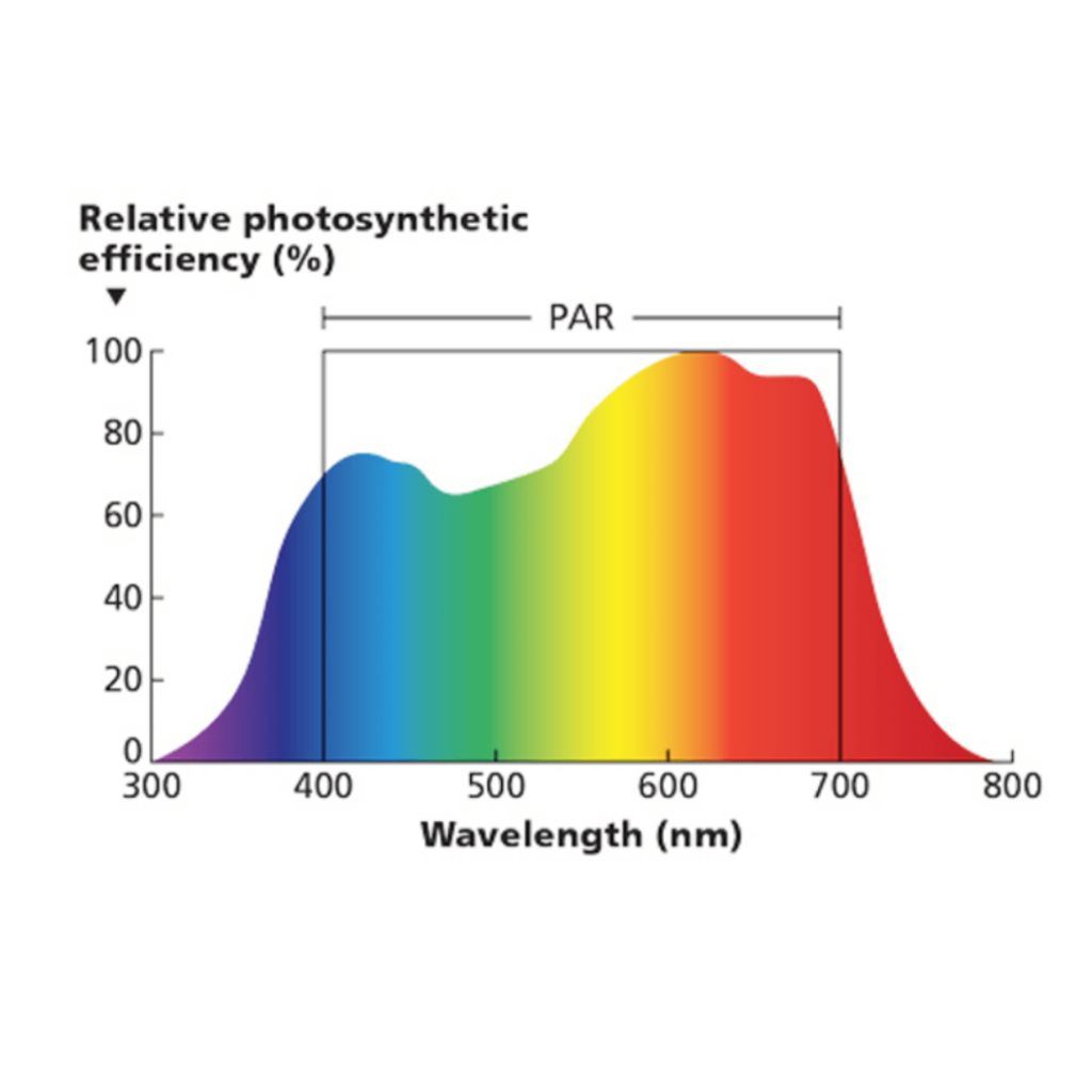 Relative photosynthetic efficiency