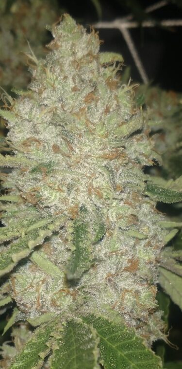 Sour Diesel