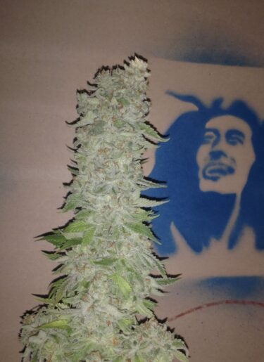 Sour Diesel