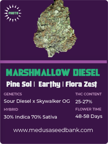 Marshmallow Diesel Feminized Cannabis Seeds