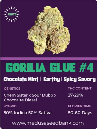 Gorilla Glue #4 Feminized Cannabis seeds