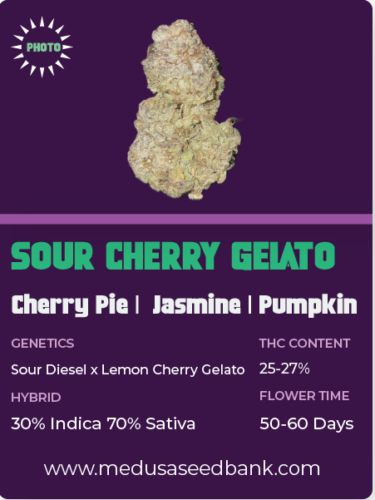 Sour Cherry Gelato feminized cannabis seeds