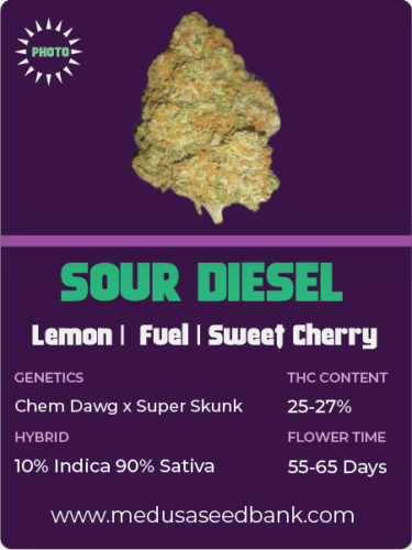 Sour Diesel feminized cannabis seeds