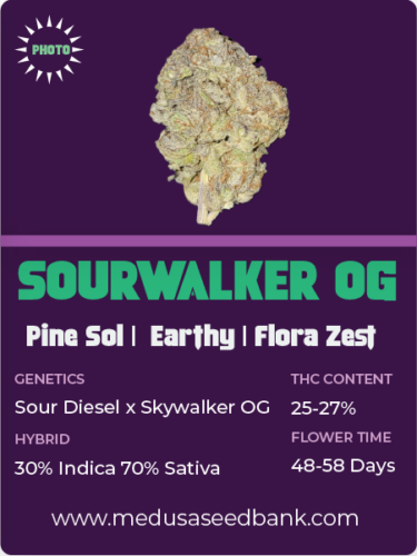 Sourwalker OG feminized cannabis seeds